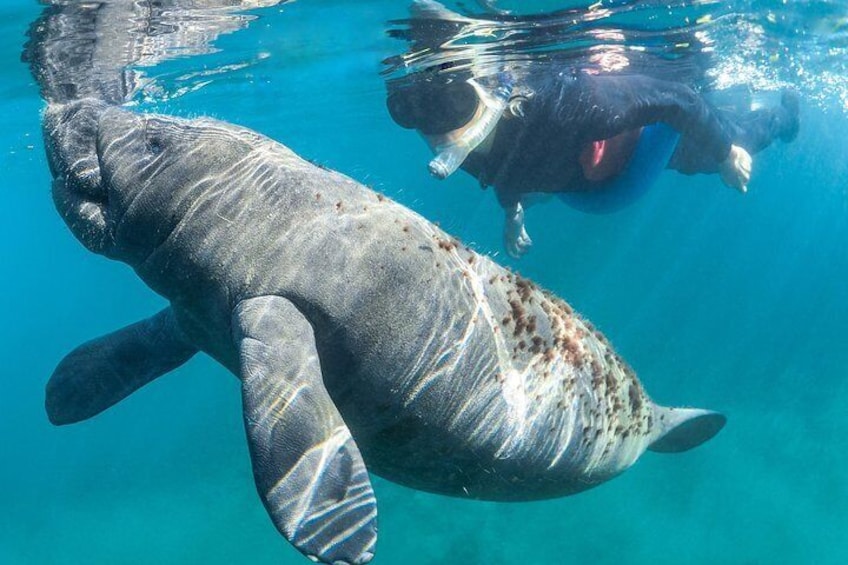 Swim with the Manatees Includes In-Water Guide/Photographer