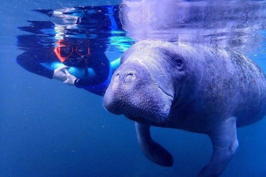 Swim with the Manatees Includes In-Water Guide and Photographer
