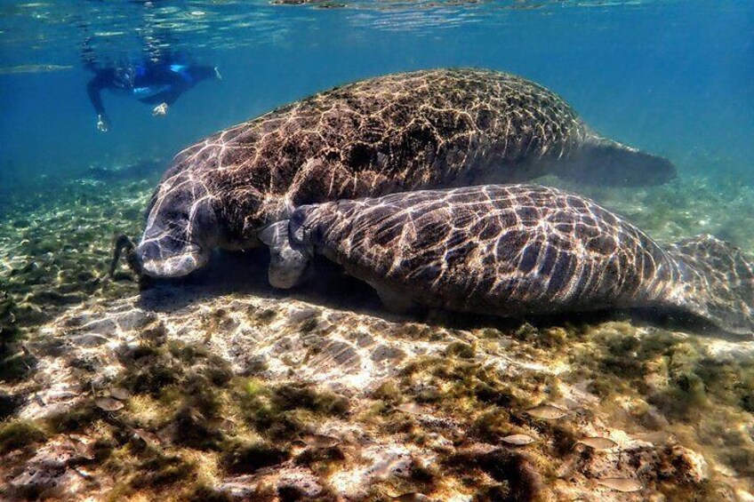 Swim with the Manatees Includes In-Water Guide and Photographer