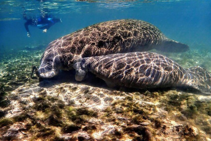 Swim with the Manatees Includes In-Water Guide and Photographer