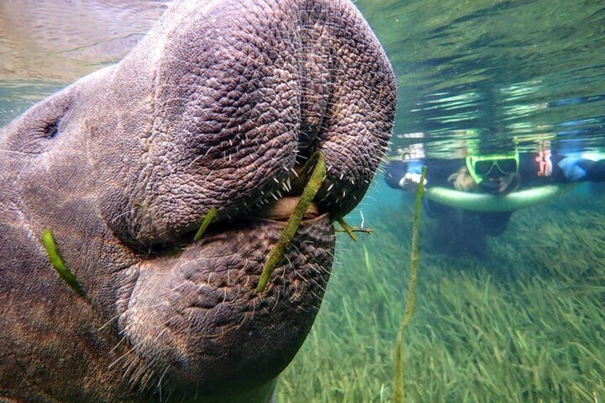 Swim with the Manatees Includes In-Water Guide and Photographer