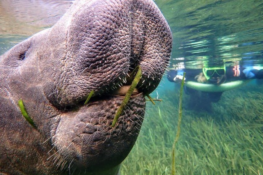 Swim with the Manatees Includes In-Water Guide and Photographer