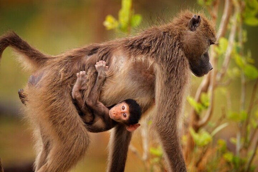 Baboon at Cape of Good Hope