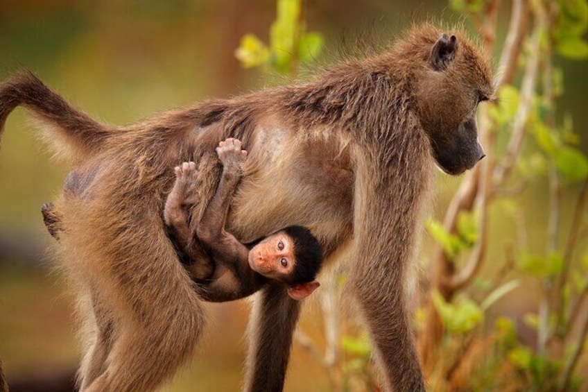 Baboon at Cape of Good Hope
