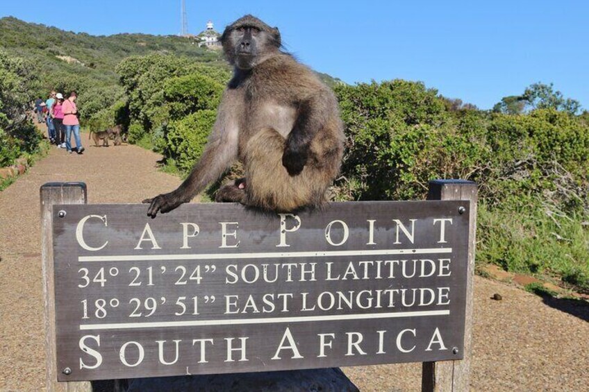 Babbon at Cape Point South Africa Cape Town