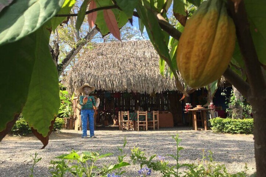 Chocolate Tour in Vallarta