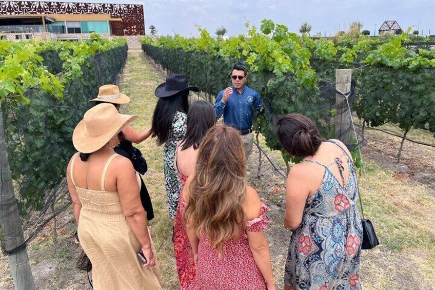 Experience beauty all around the vineyard