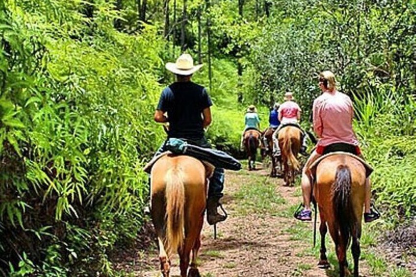 Holbox Horseback Riding in Nature Experience