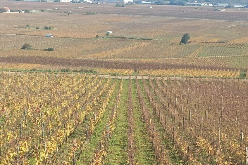 Dijon Wine Tour - Wine tasting included - Professional guide !