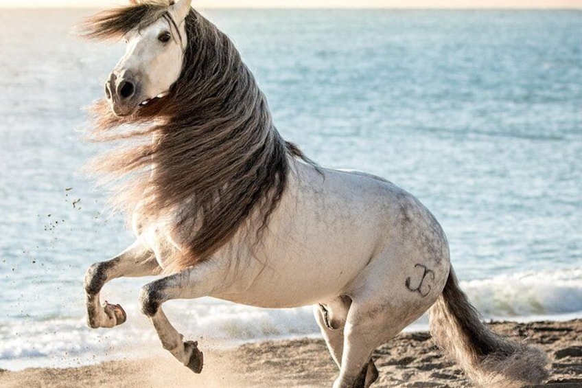 Horse and Flamenco Show in Malaga