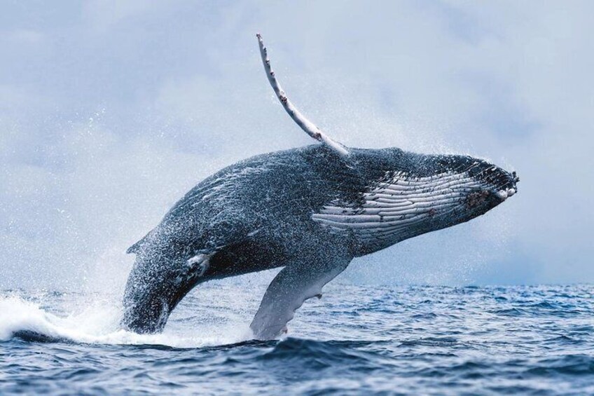 Whale Watching 
