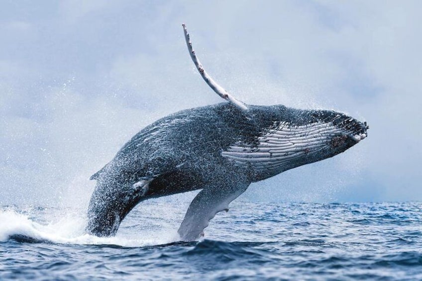 Whale Watching