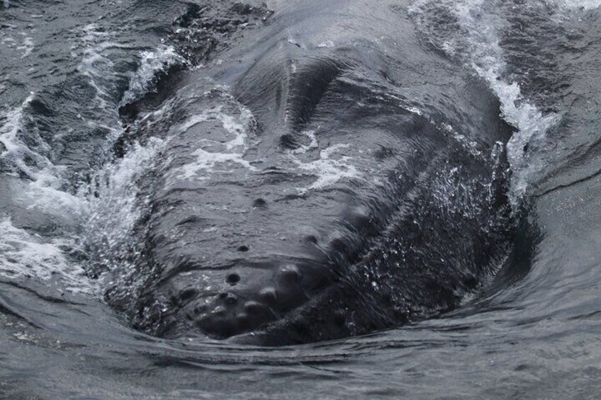 Whale Watching Tour from Reykjavik