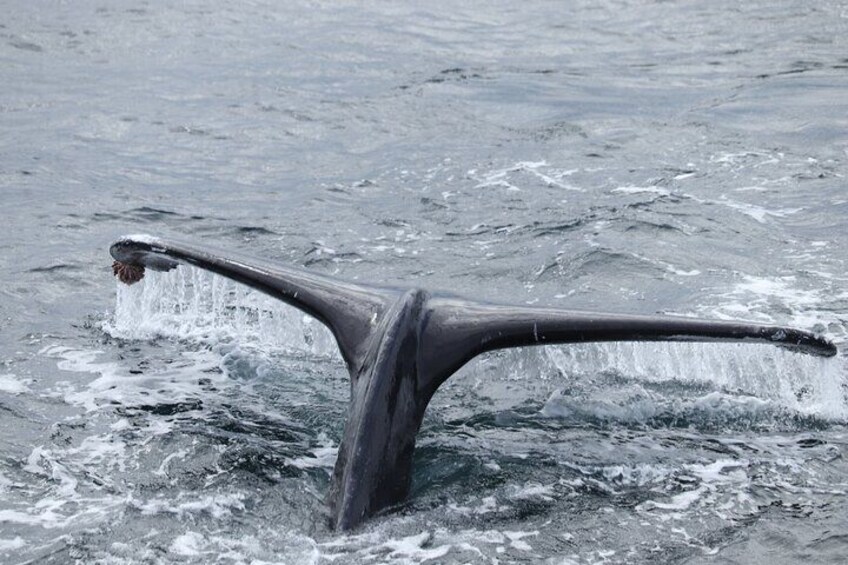 Whale Watching Tour from Reykjavik