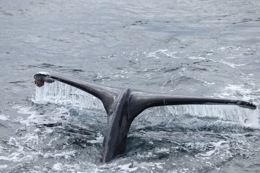 Whale Watching Tour from Reykjavik