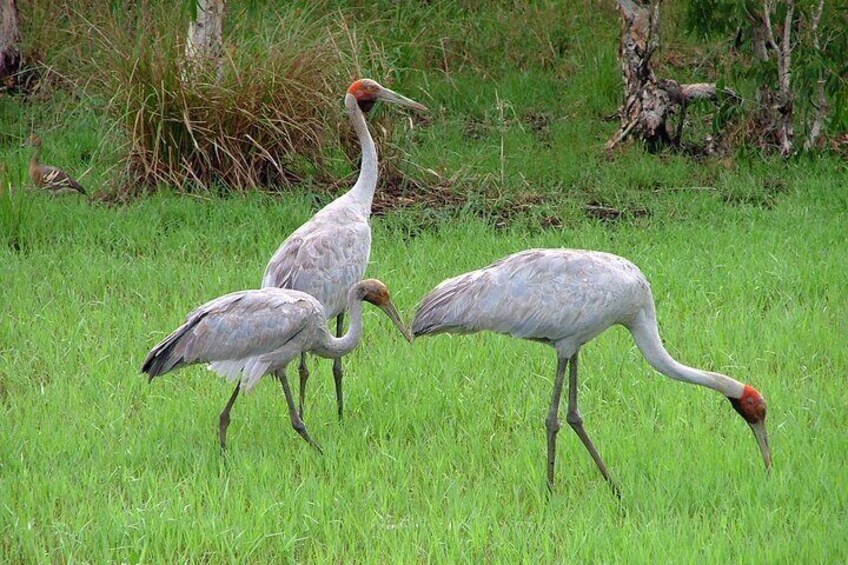 Brolgas - Goorganga Plains Wetlands