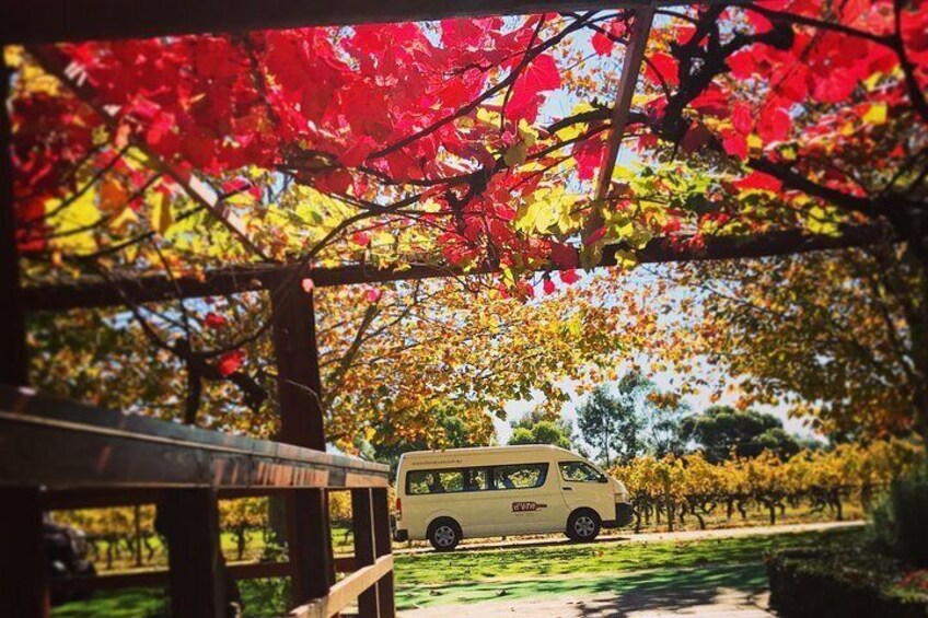 Beautiful Sandalford