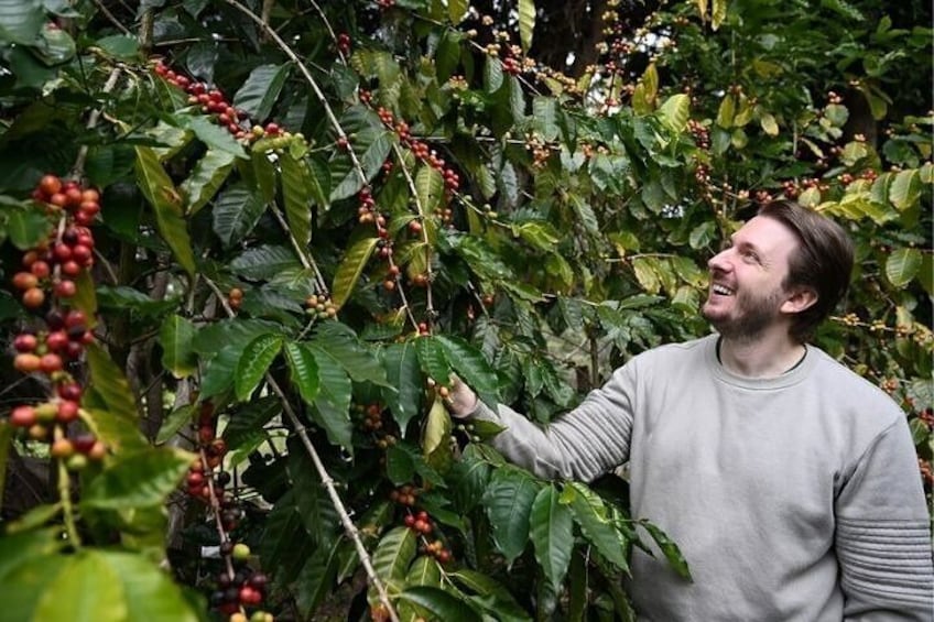 Visit a working coffee plantation