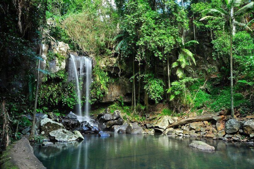 Mount Tamborine Morning Tour