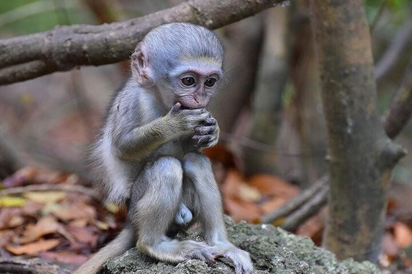 Baby Monkey