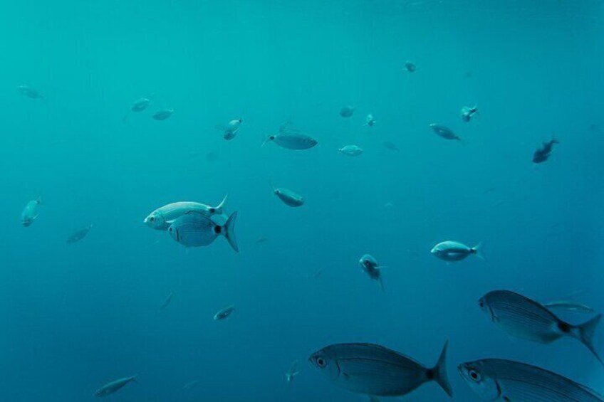 Catamaran Cruise to Papagayo beaches, lunch and water activities
