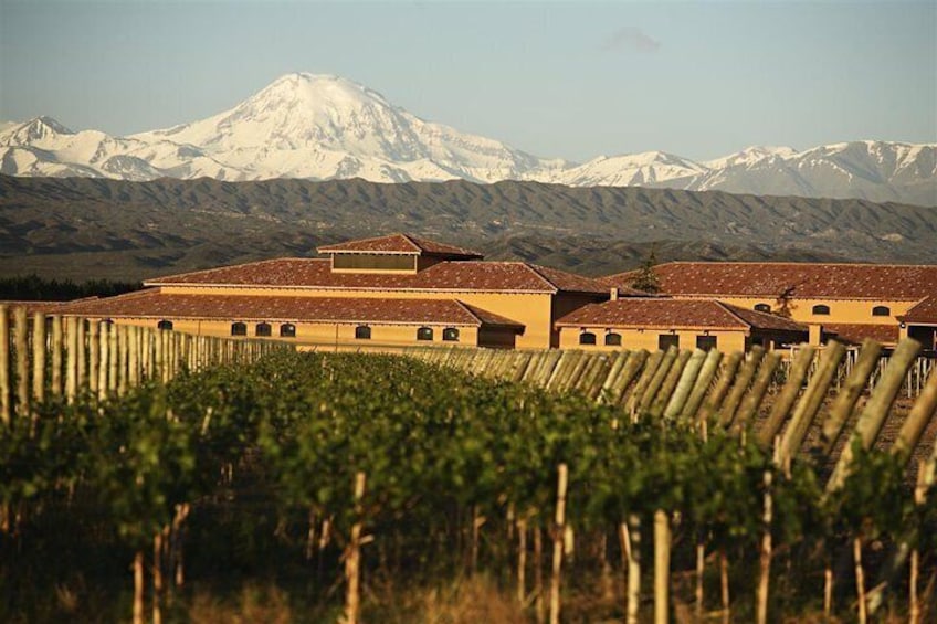 Vineyard landscape