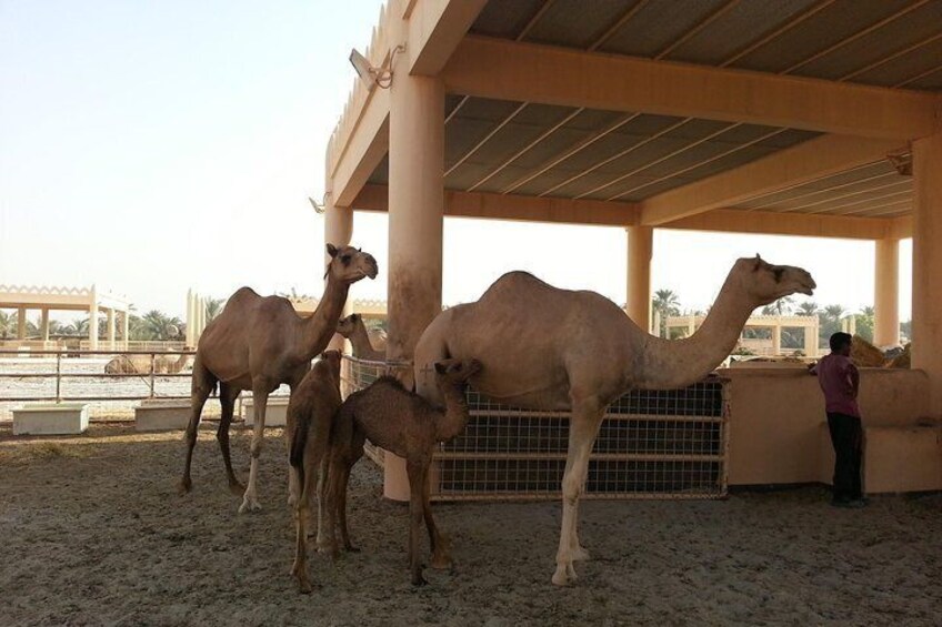 Royal Camel Farm