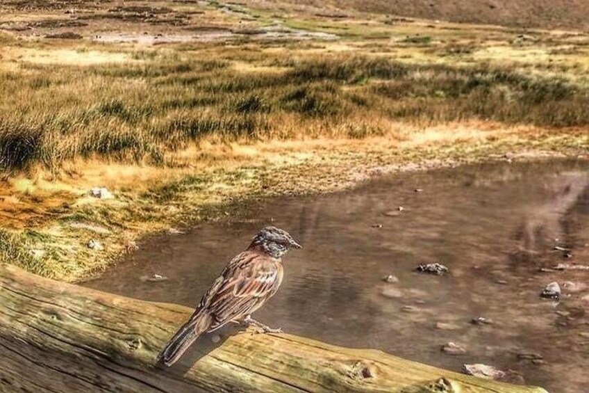 Wildlife in Aconcagua park