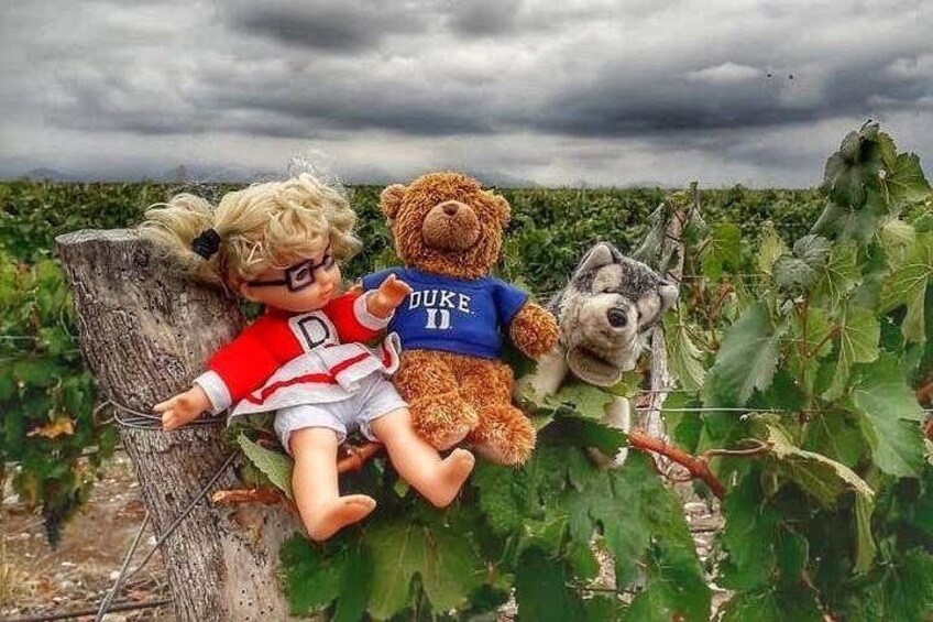 Cuddly wine tours