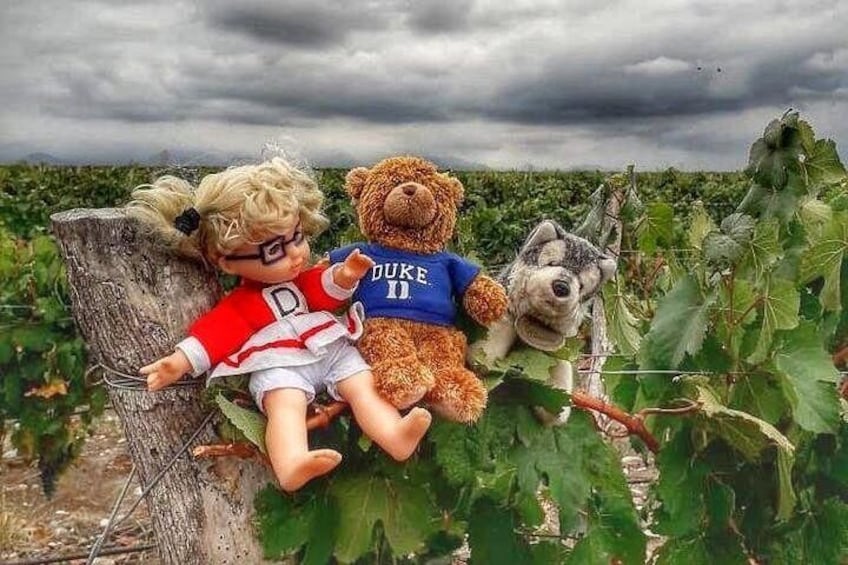 Cuddly wine tours