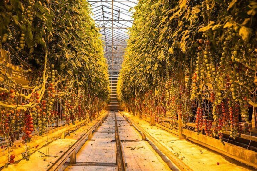 Golden Circle Tales, Tomato Farm & Kerid! Small Group Adventure