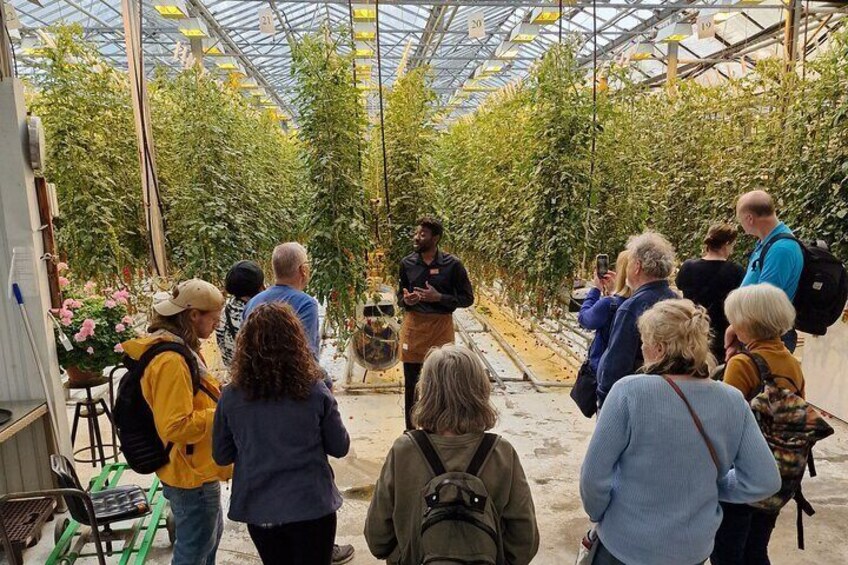 Golden Circle Tales, Tomato Farm & Kerid! Small Group Adventure
