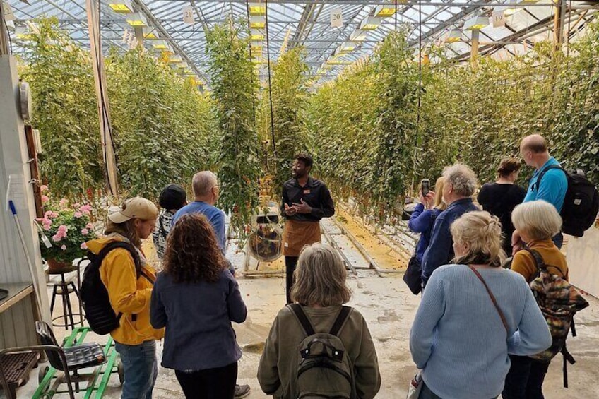 Golden Circle Tales, Tomato Farm & Kerid! Small Group Adventure