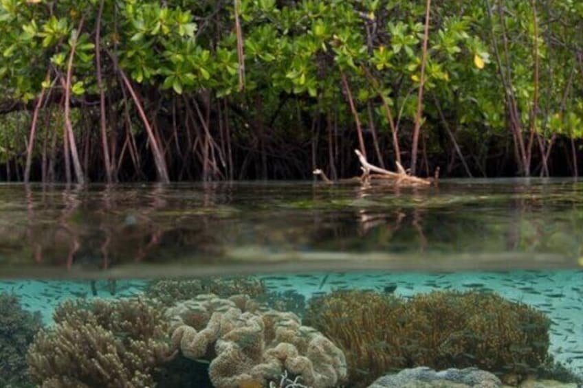 Best of Mangrove Lagoon Kayak, Hike and Snorkel Adventure with Picnic Lunch