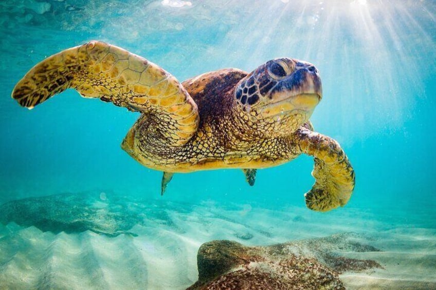 Harbour Lights - Chair & Turtle & Shipwreck Snorkel Tour