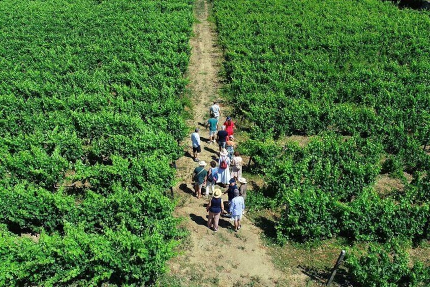 Douro Valley Wineries