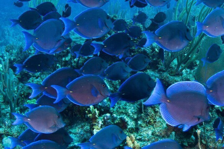 Observe marine life up close from the underwater viewing cabin