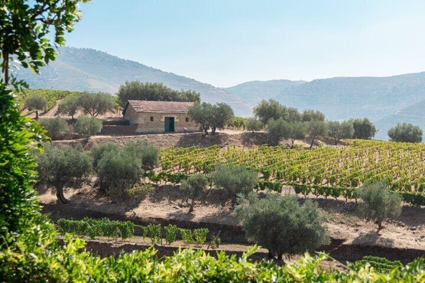 Complete Douro Valley Wine Tour with Lunch, Wine Tastings and River Cruise