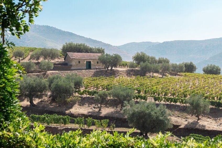 Complete Douro Valley Wine Tour with Lunch, Wine Tastings and River Cruise