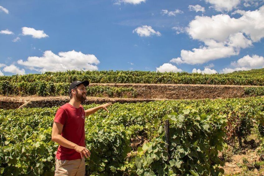 Vineyards explanation at a wine estate