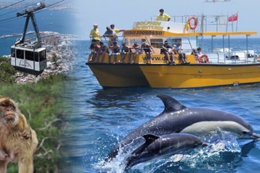 Dolphin and Cable Car Combination