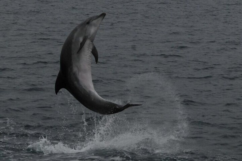 Dolphin Watching in Gibraltar & Fast Track Priority Cable Car