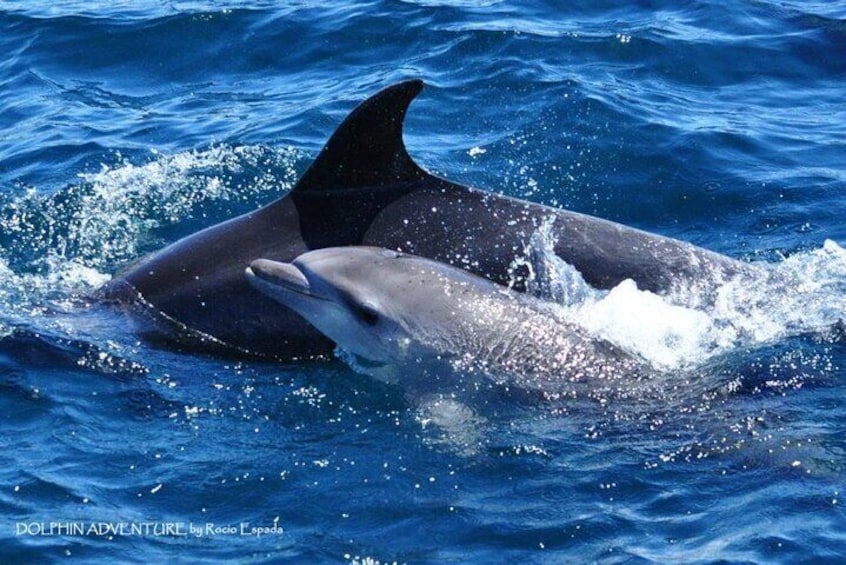 Dolphin Watching in Gibraltar & Fast Track Priority Cable Car