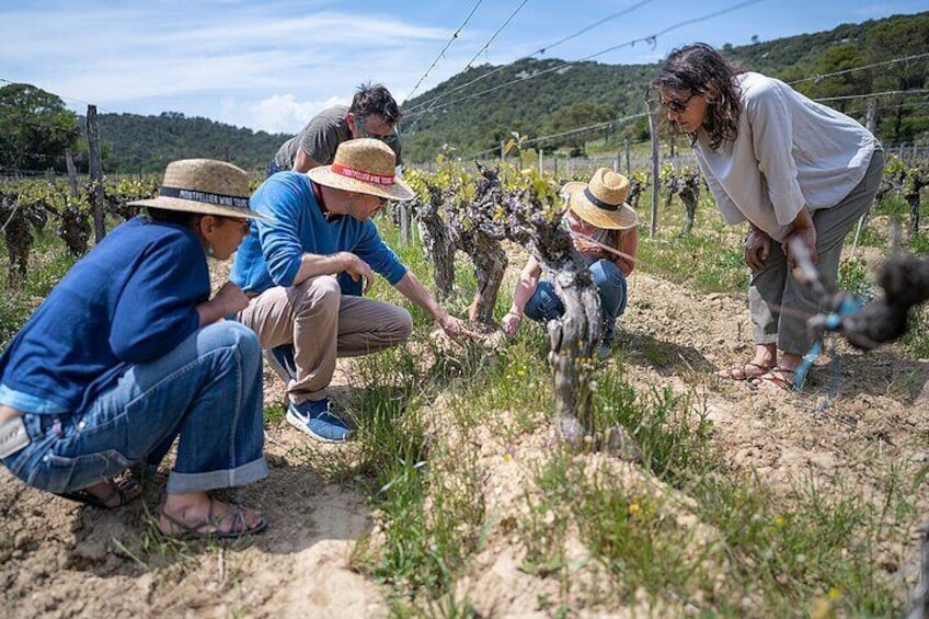 in the vineyard