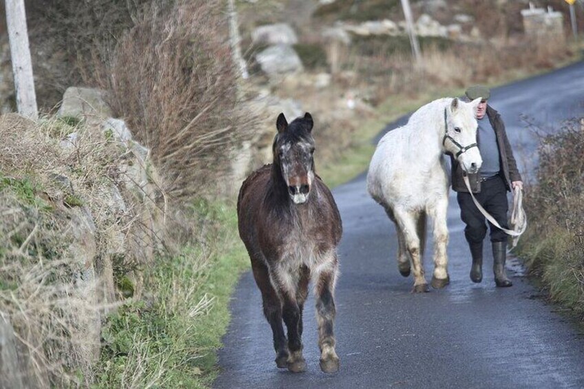 From Galway: Guided tour of Connemara and Connemara National Park.