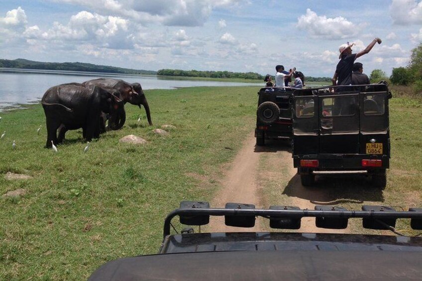 Minneriya national park safari