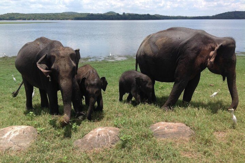 Minneriya national park safari