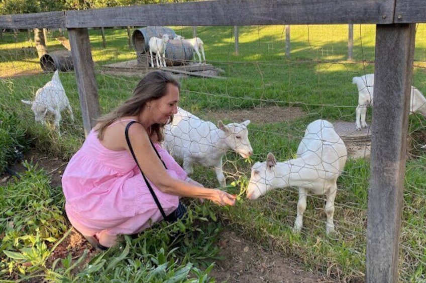 Stellenbosch: Half Day Wine Tour