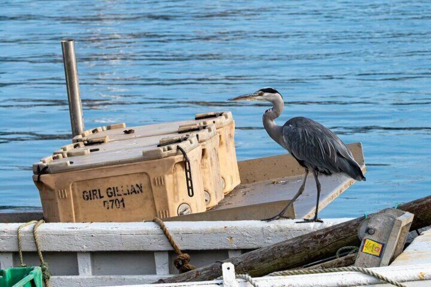 Meet The Local seabirds
