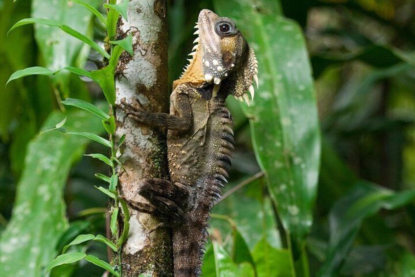 Boyds' Rainforest Dragon